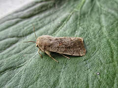 Orthosia populeti
