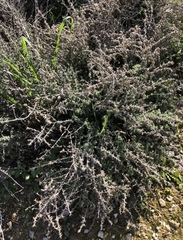 Salsoloideae