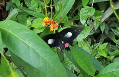 Parides anchises