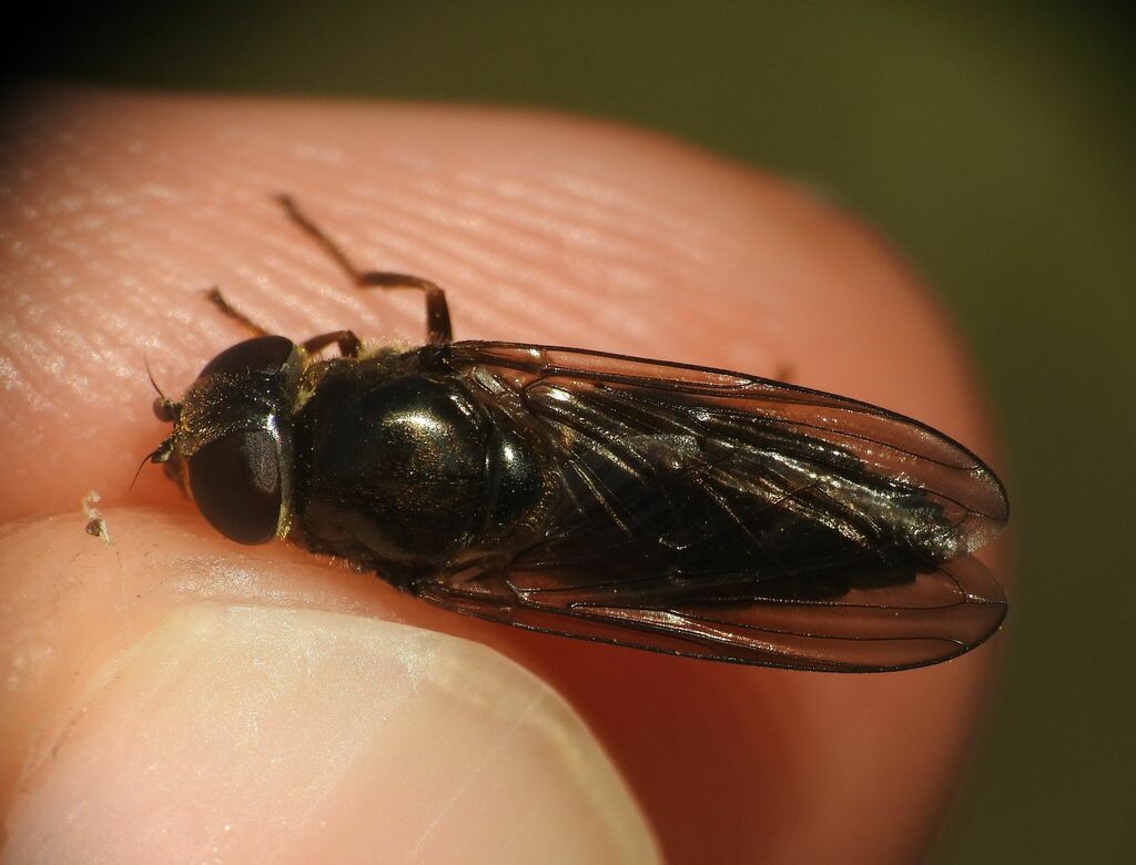 Cheilosia laticornis