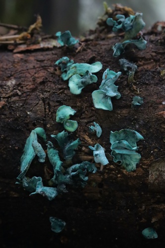 Žaliagrybis nuotrauka