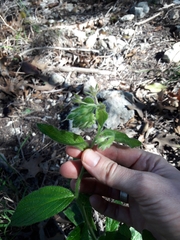 Lithospermum helleri