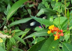 Parides anchises
