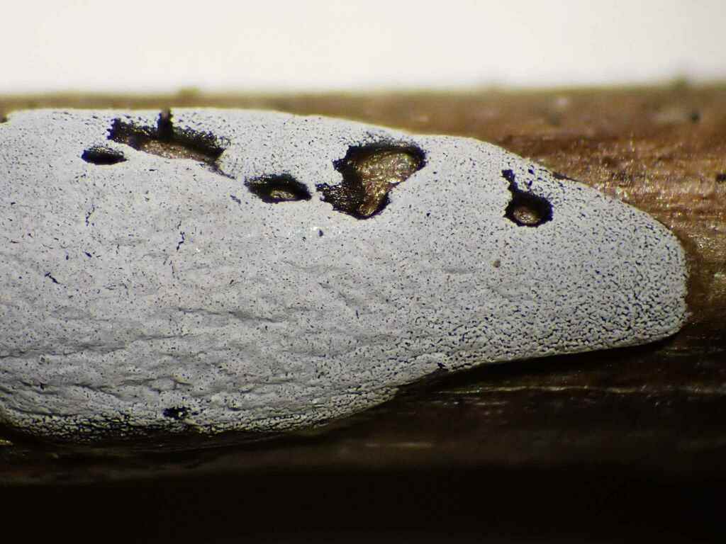 Didymium decipiens