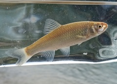 Bluntface Shiner photo 4