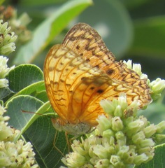 Phalanta eurytis eurytis