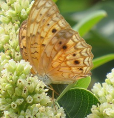 Phalanta eurytis eurytis