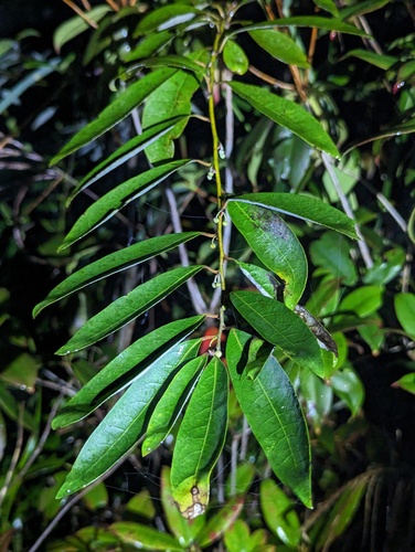 Mountain pepper