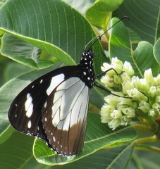 Amauris ochlea ochlea