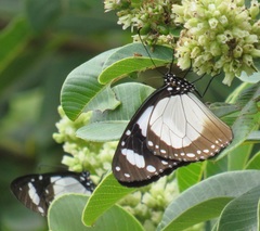 Amauris ochlea ochlea