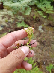 Cladonia phyllophora