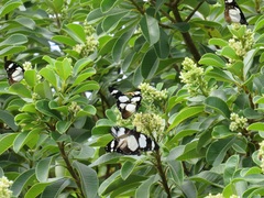 Amauris ochlea ochlea