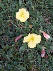 Oenothera triloba