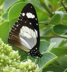 Amauris ochlea ochlea