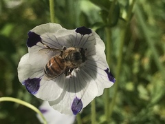 Apis mellifera