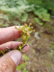 Cladonia phyllophora