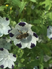 Apis mellifera