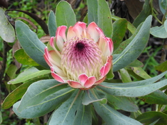 Protea × hybrida