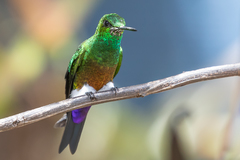 Eriocnemis cupreoventris