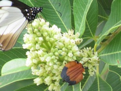 Lycus melanurus