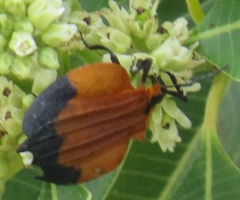 Lycus melanurus