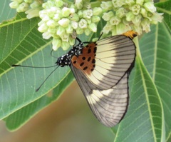 Acraea aganice