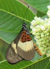 Acraea aganice