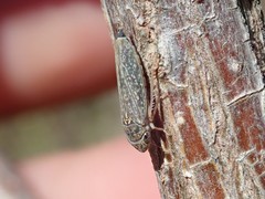 Graphocephala confluens