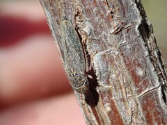 Graphocephala confluens