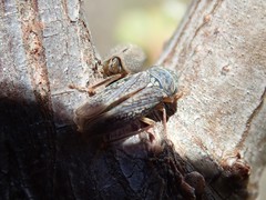 Graphocephala confluens