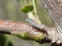 Graphocephala confluens