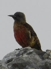 Geocolaptes olivaceus