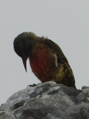 Geocolaptes olivaceus