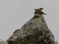 Geocolaptes olivaceus