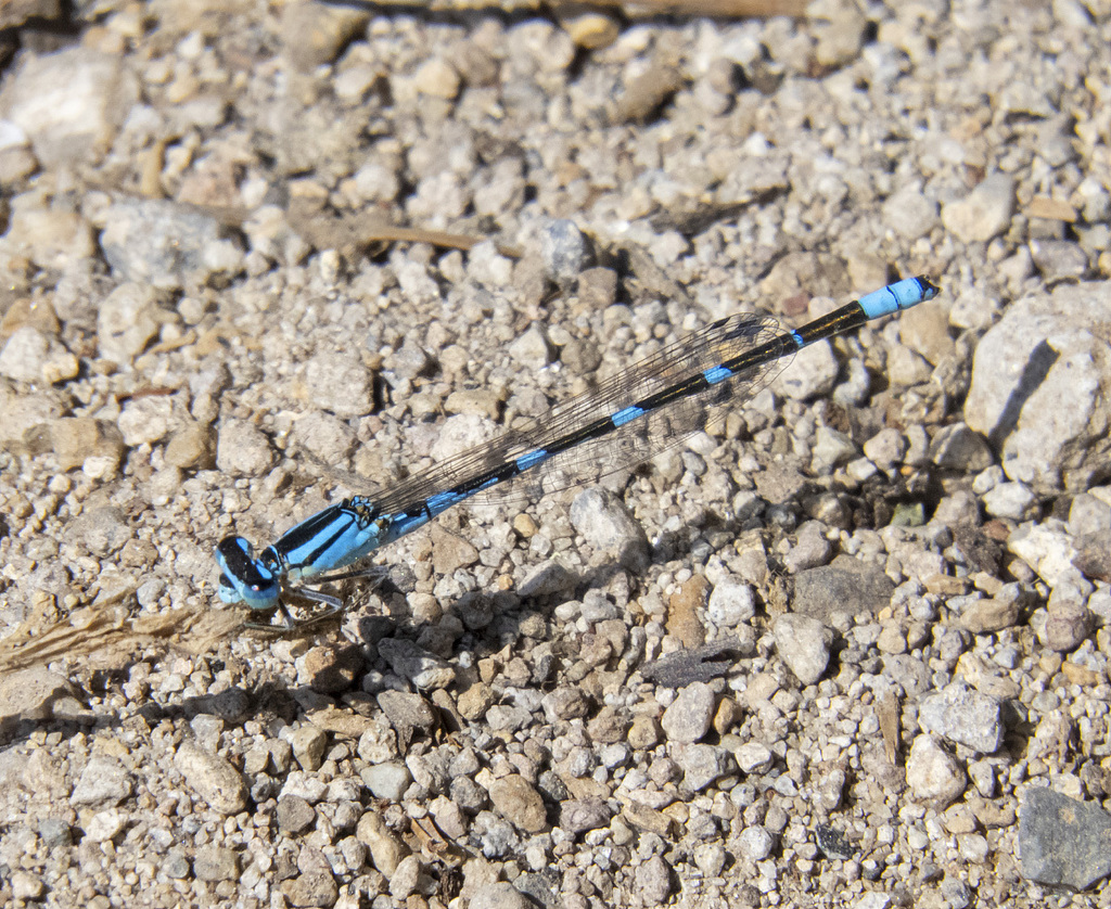 Tule Bluet from Kress Lake, Cowlitz Co., Washington on September 19 ...