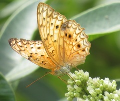 Phalanta eurytis eurytis