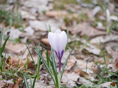 Crocus vernus