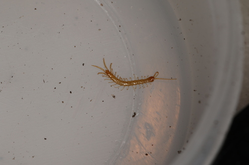 Lithobius microps