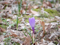 Crocus vernus