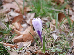 Crocus vernus