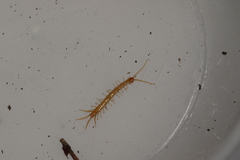 Lithobius microps
