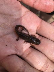 Ambystoma opacum