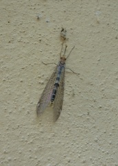 Megistopus flavicornis