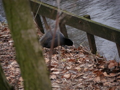 Fulica atra