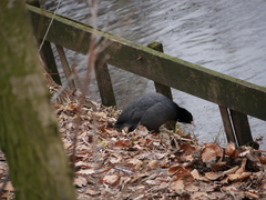 Fulica atra