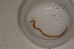 Stenotaenia linearis