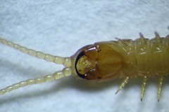 Stenotaenia linearis