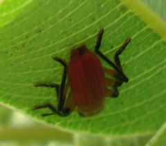 Aphelochroa sanguinalis