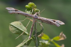 Platyptilia