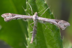 Platyptilia